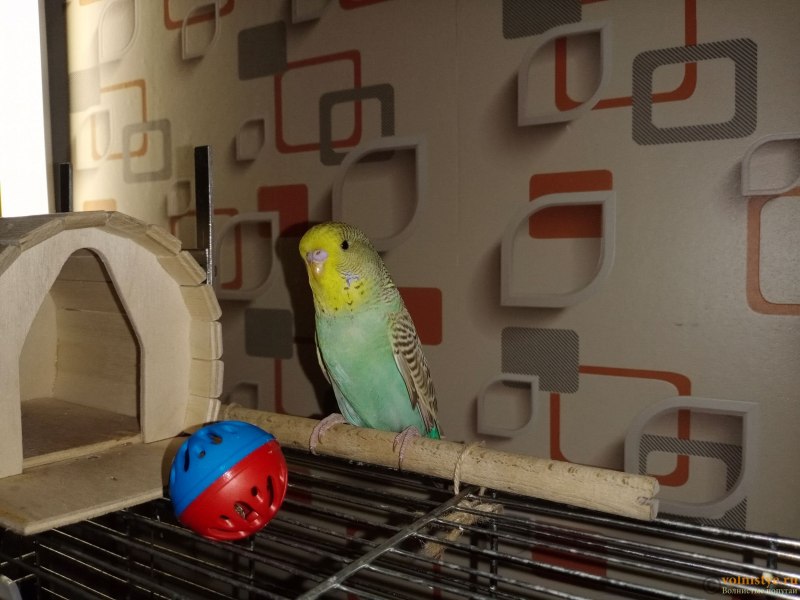 Zoo Black Jack попугаи