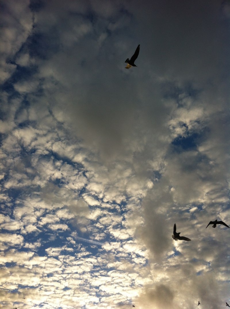 Птица В Небе Фото