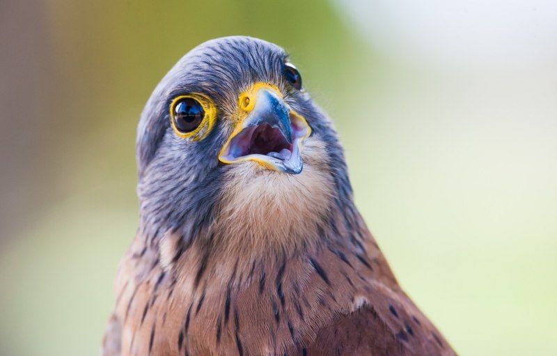 Bird Front view
