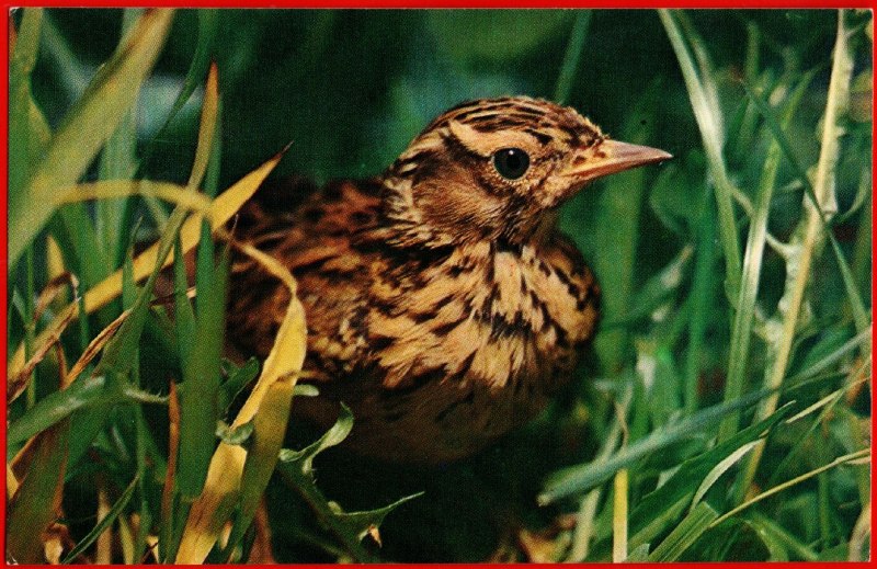 Жаворонок Лесной Lullula Arborea