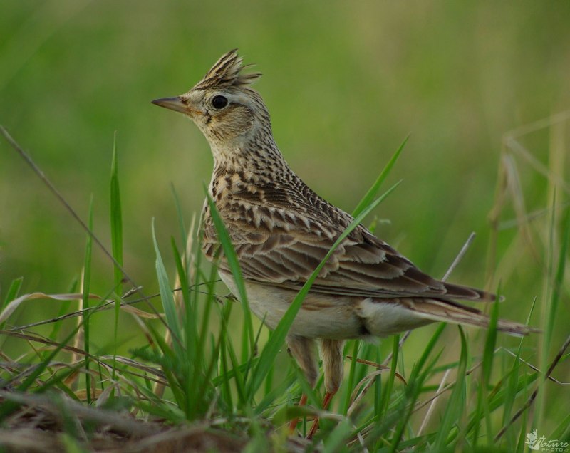 Жаворонок Лесной Lullula Arborea