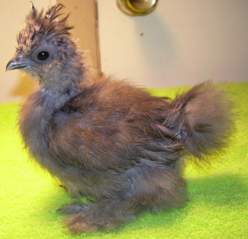 Гибискус Bantam Rooster