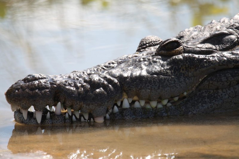 Caiman крокодиловый Кайман морда