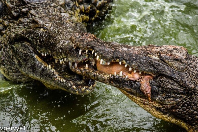 Нильский крокодил National Geographic