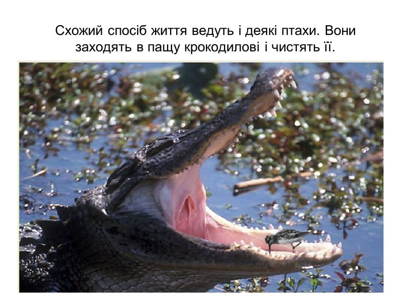 Голубоногая олуша