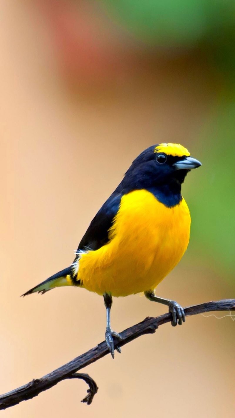 Prothonotary Warbler