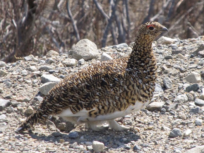Alectoris Chukar