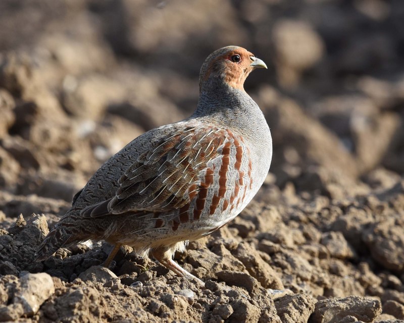 Куропатка серая – Perdix Perdix Linnaeus
