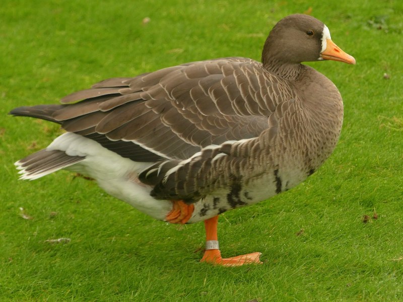 Ares and Geese