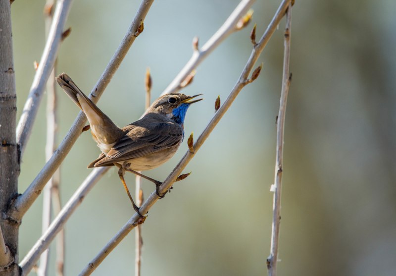 Luscinia svecica occidentalis