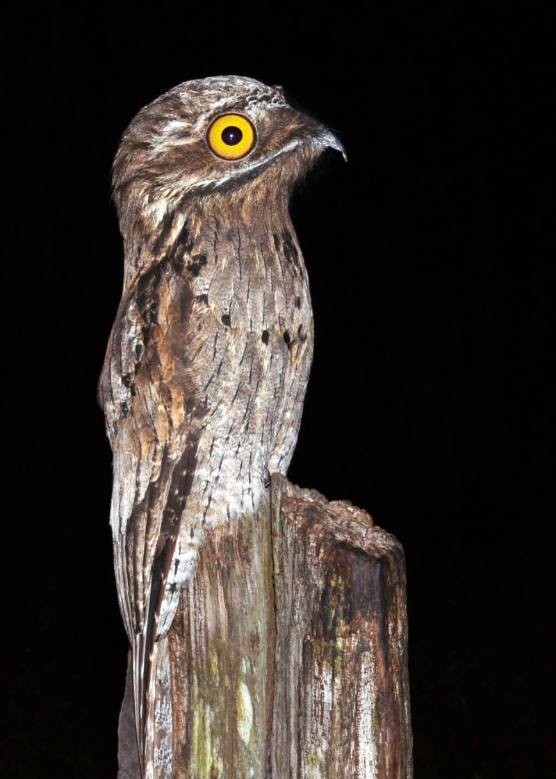 Caprimulgus ruficollis