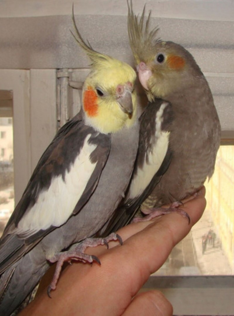 Корелла мраморный