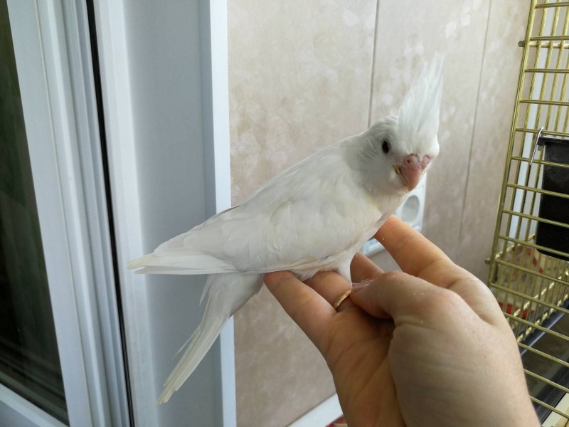Какаду и корелла