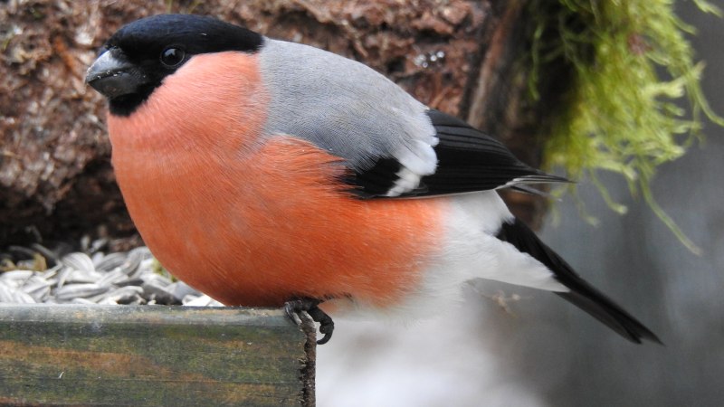 Pyrrhula coccinea