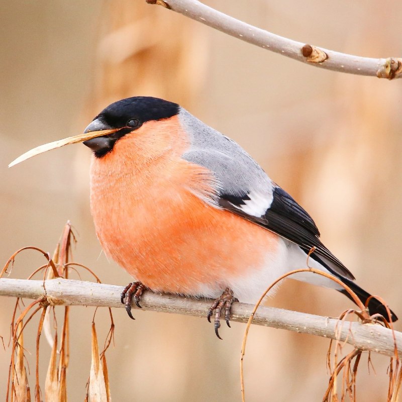 Pyrrhula coccinea