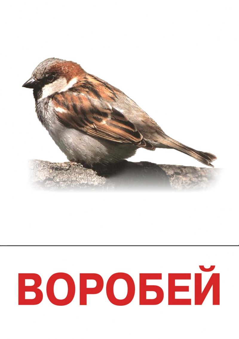 Карточка Воробей