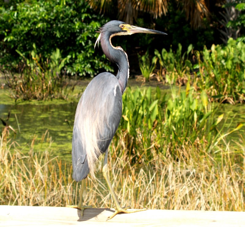 Tricolored Heron