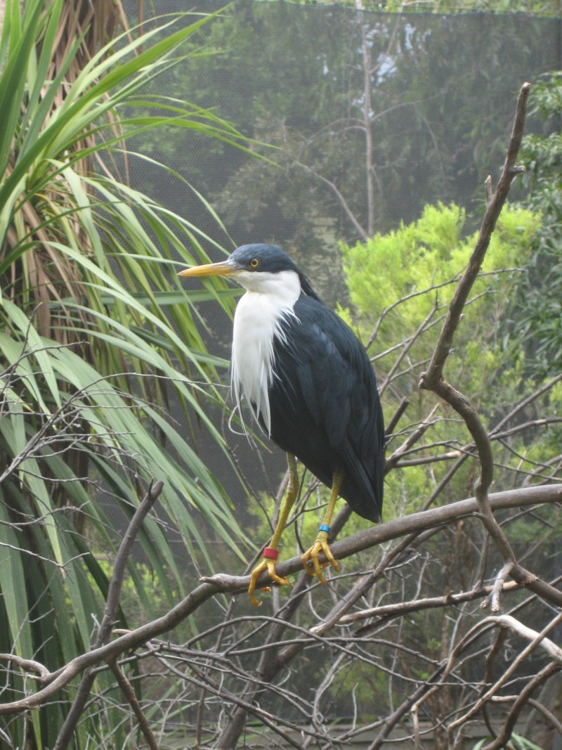 Egretta picata