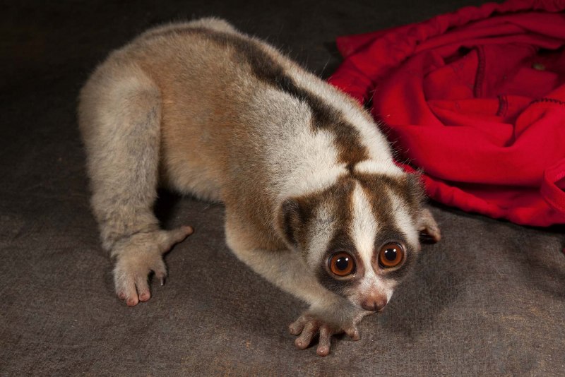 Карликовым Лори Nycticebus pygmaeus.