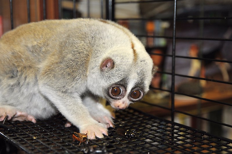 Nycticebus pygmaeus