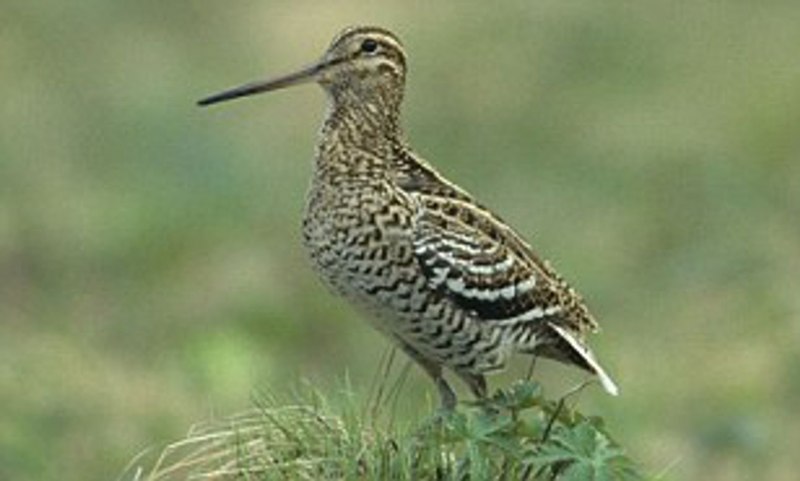 Птица дупель и Кулик