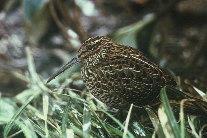 The solitary Snipe (Gallinago solitaria)