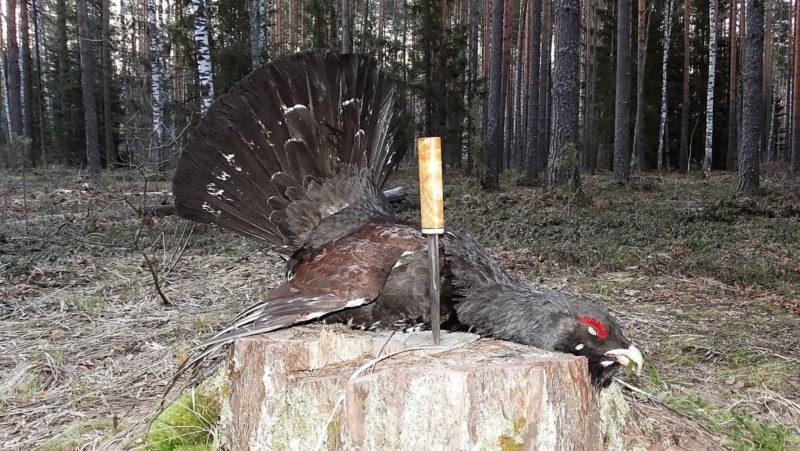 Глухарь летает на Юг?