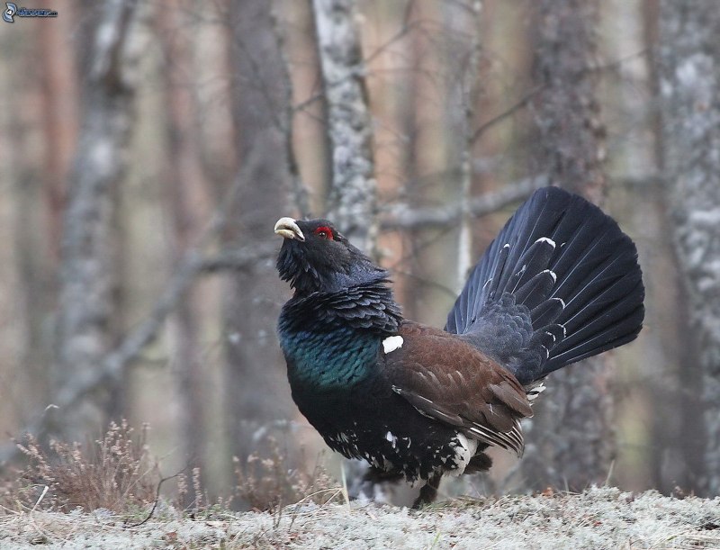 Чернобрюхий Глухарь Tetrao urogallus Major