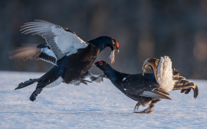 Archibald Thorburn птицы осень