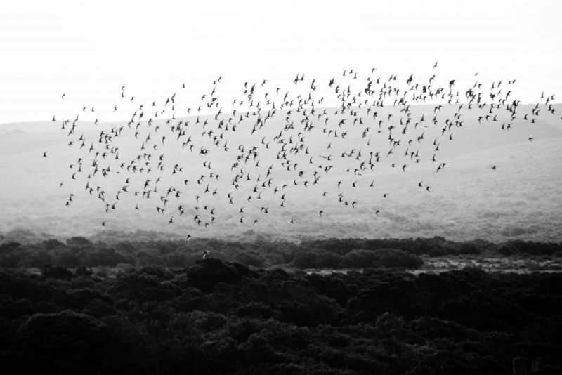Птицы черно белые (53 фото)