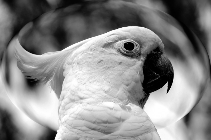 White Cockatoo птица