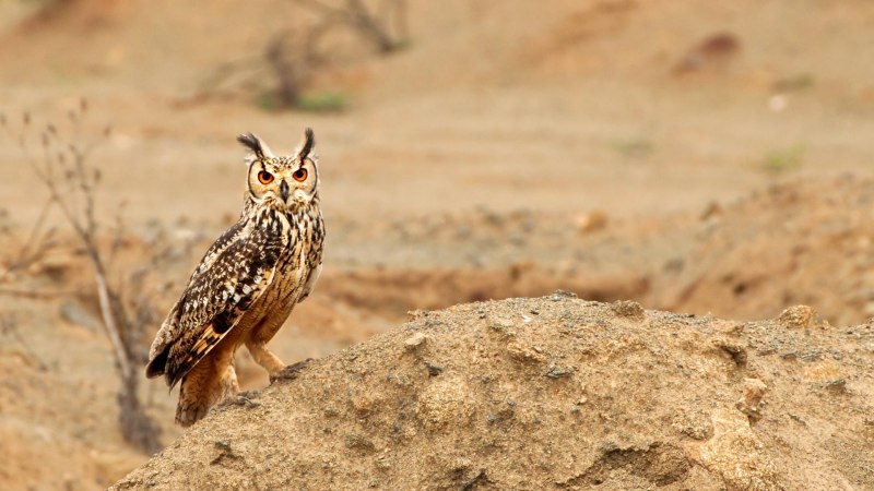 Филин обыкновенный (Bubo Bubo)
