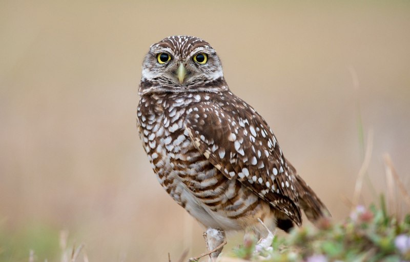Bubo scandiacus
