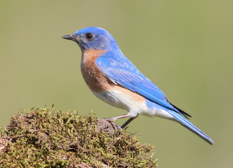 Синехвостка (Tarsiger cyanurus)