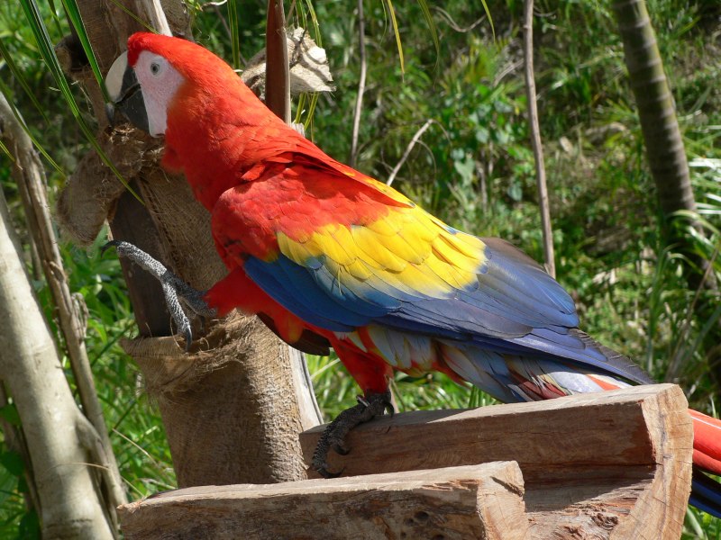 Scarlet Macaw Ara Macao