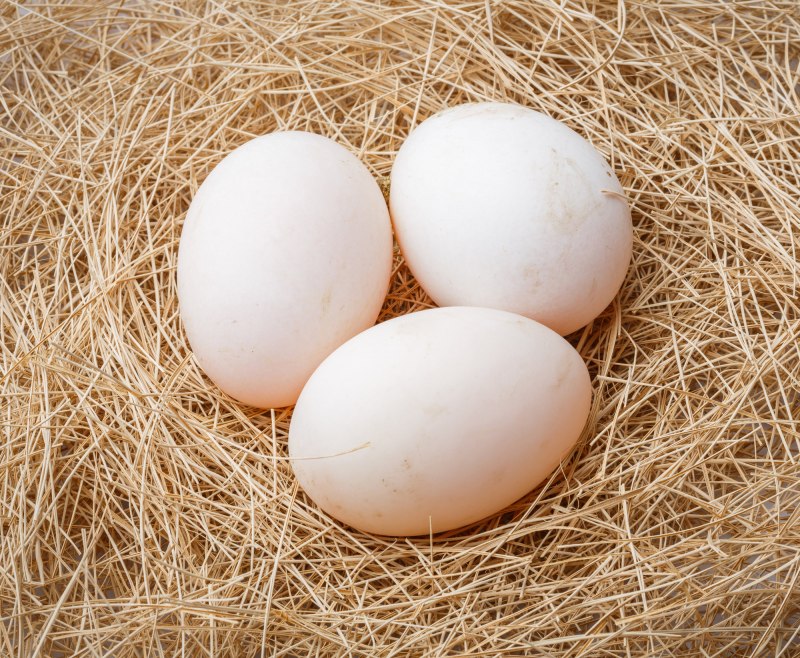 Яйца утки (31 фото)