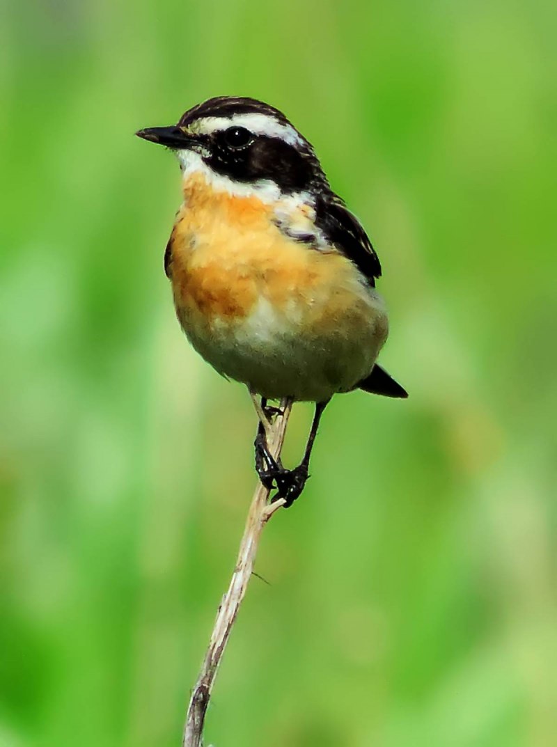 Чекан Луговой ‒ Saxicola Ruberta (l., 1758)