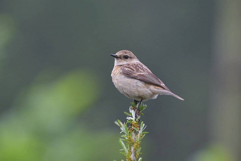 Черноголовый чекан — Saxicola torquata