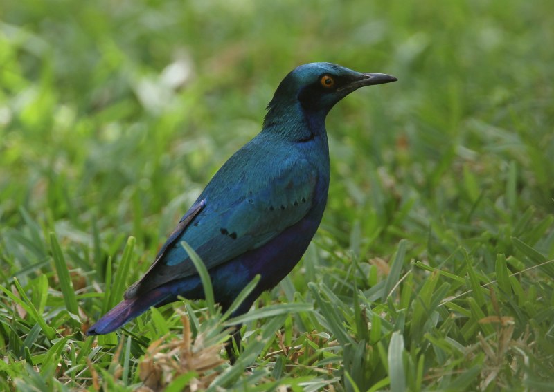 Lamprotornis Nitens