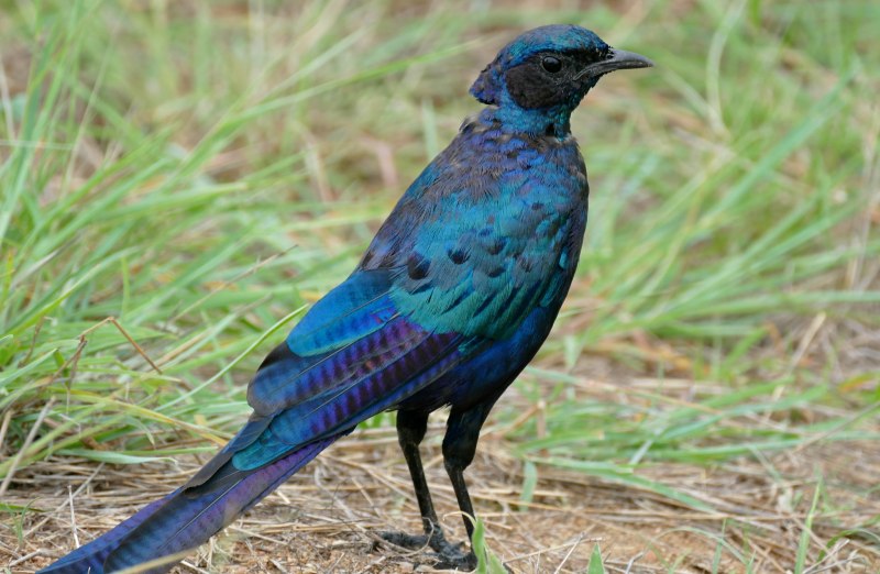Lamprotornis purpuropterus