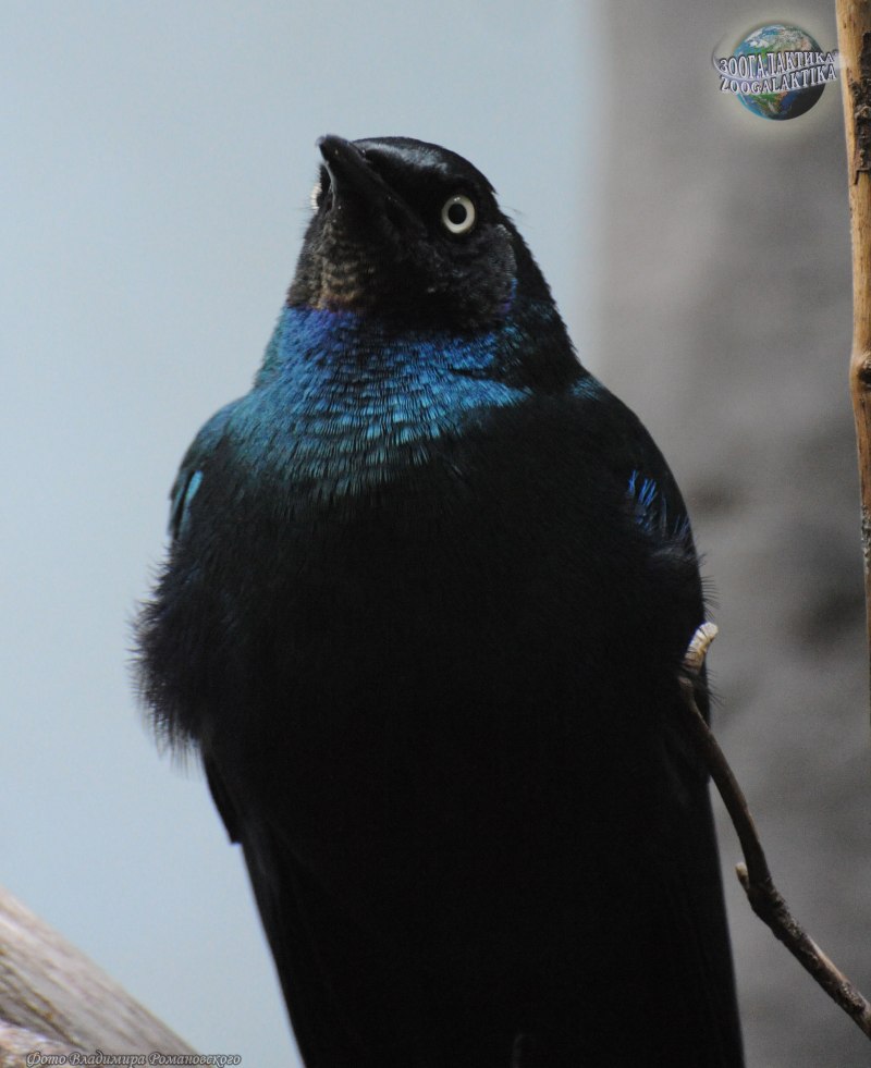 Lamprotornis purpuropterus