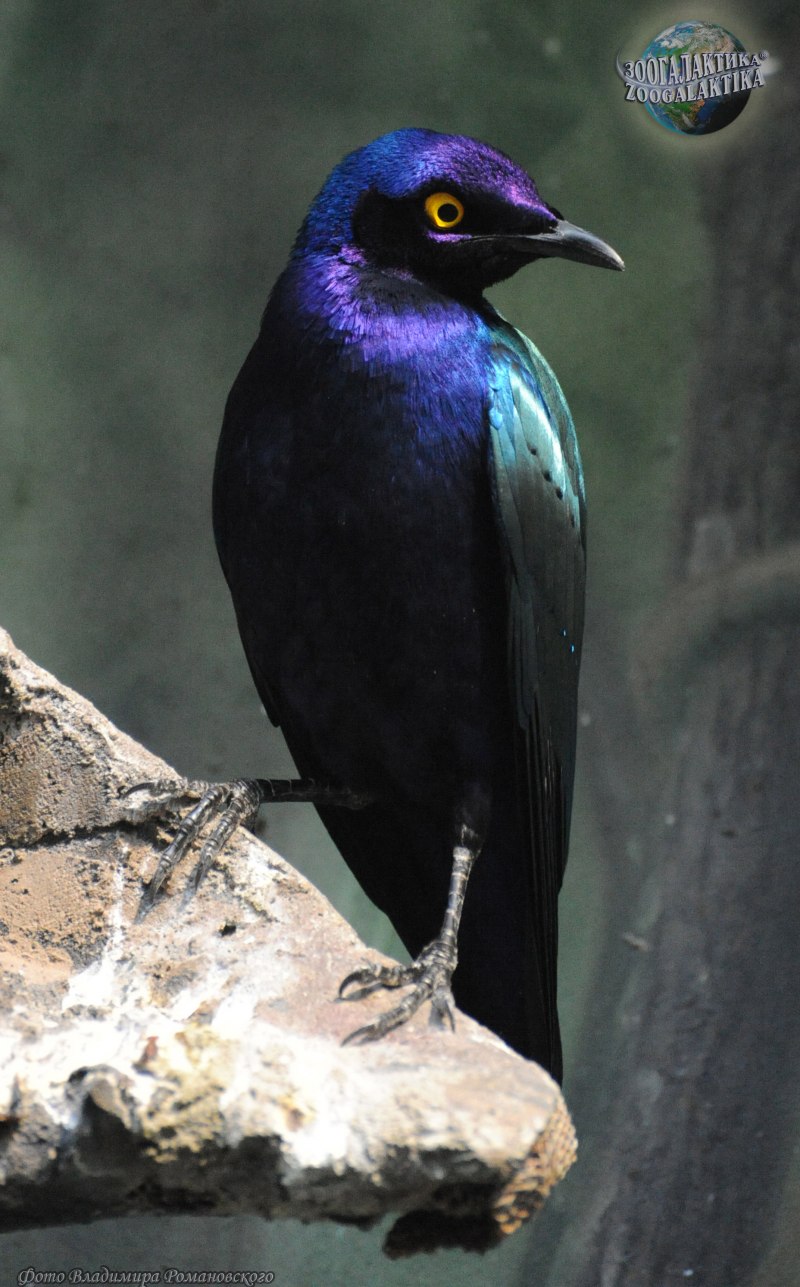 Lamprotornis caudatus
