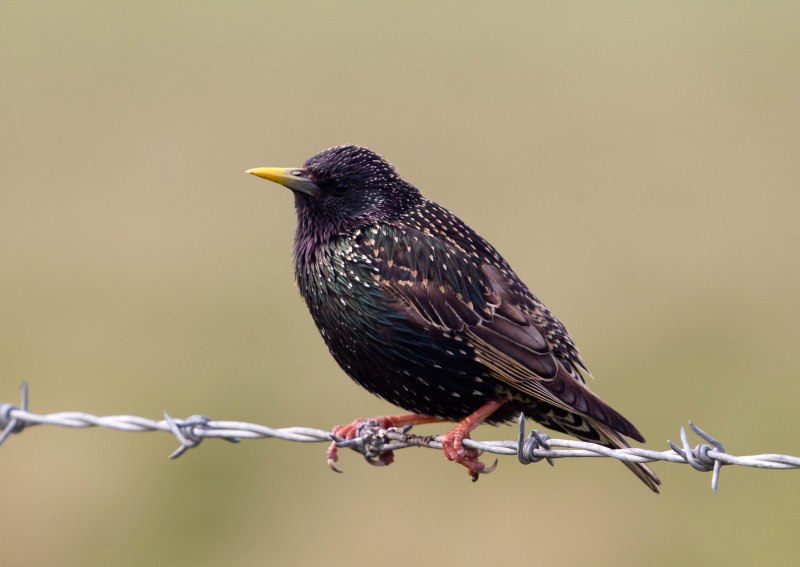 Lamprotornis chalybaeus