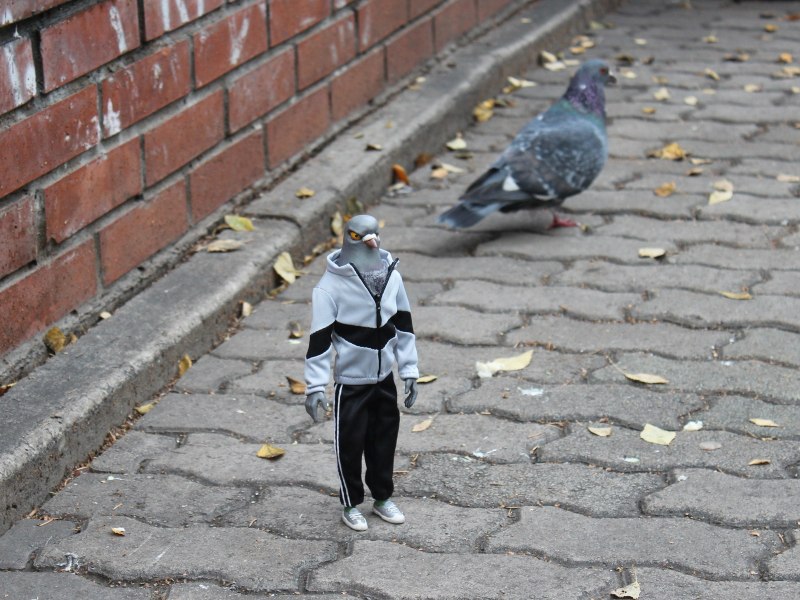 Крутой голубь