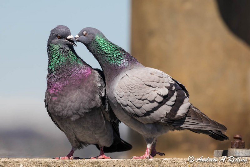 Голуби-Архангелы (Columba Livia)
