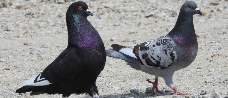 Pigeon Poo