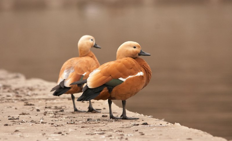 О́гарь (Tadorna ferruginea)