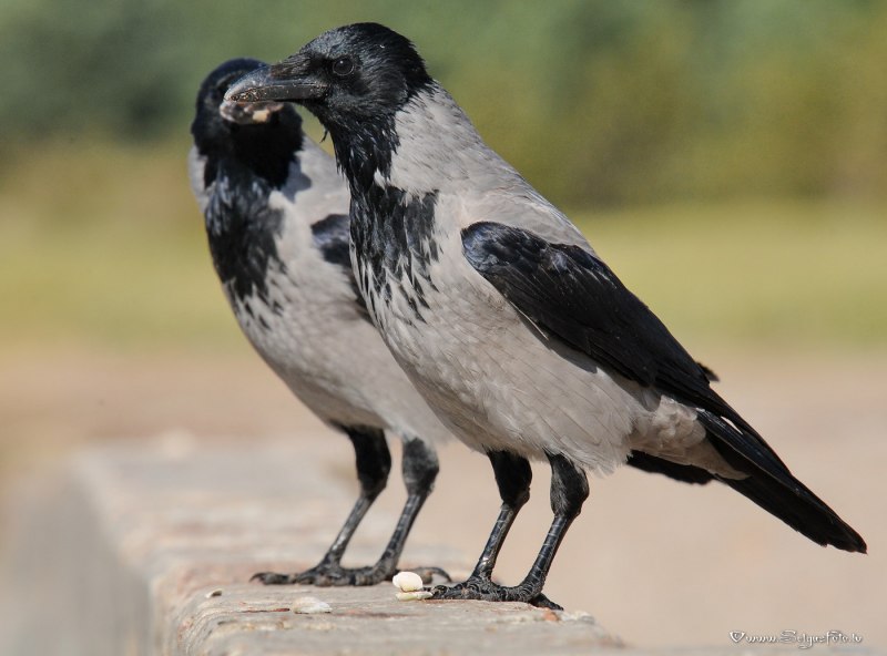 Corvus cornix Corvus Corone