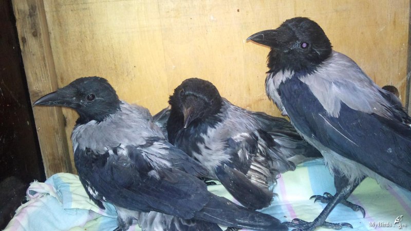 Corvus Corax гнездо