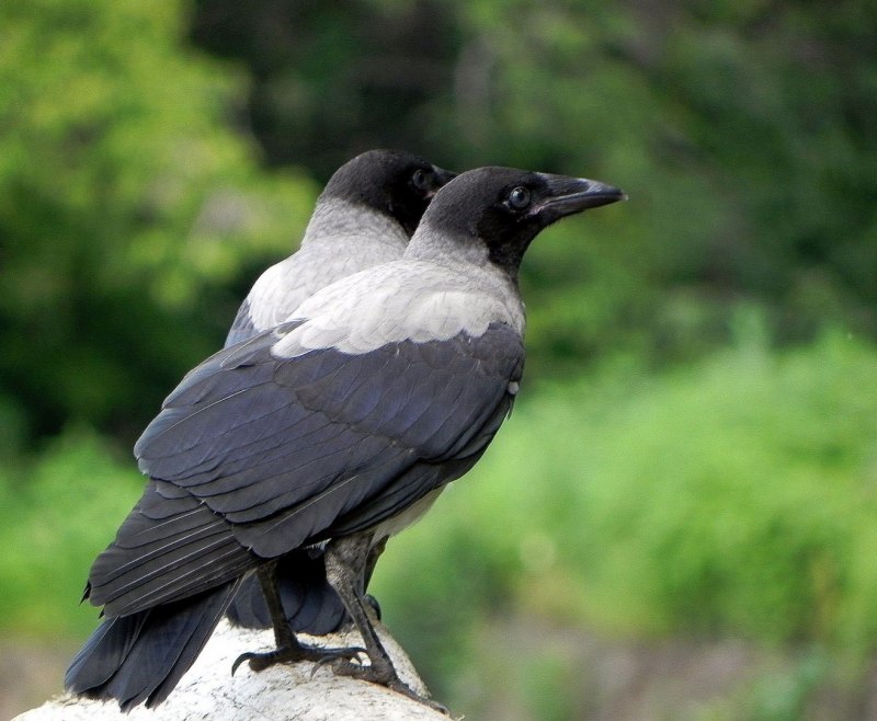 Ворона американская (Corvus brachyrhynchos)